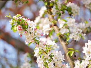 Spring blossom of white cherry