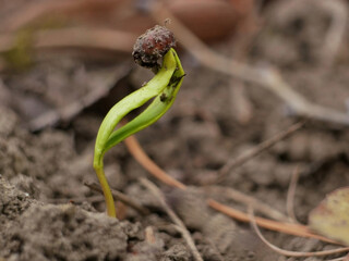 A young plant just growing from a seed in early spring