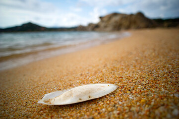 Cuttlebone in the sand at shoreline. also known as cuttlefish bone, is a hard, brittle internal...
