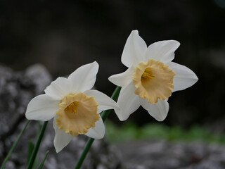First spring flowers - white daffodils