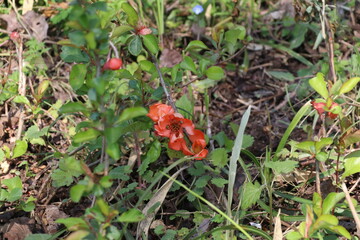春に花咲く山野草、クサボケ。