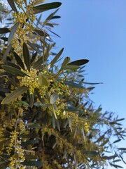 olive branch with blue sky