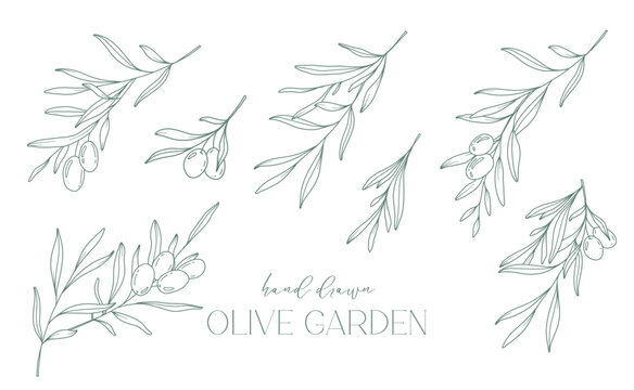 Olive branch on white background vector illustration. Olives Line Drawing. Black and white Olive Branches. Floral Line Art. Fine Line Olives illustration. Hand Drawn Olive. Wedding invitation greenery