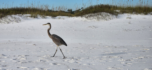 A scenic view of a Great Blue Heron walking on the beach at the Gulf Islands National Seashore in Pensacola, Florida.