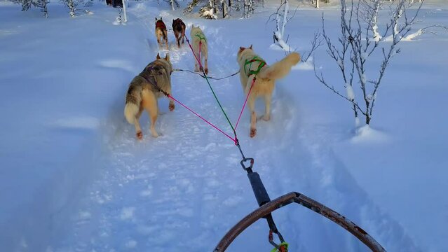 Two teams of sled husky dogs pulling sleds with two passengers on each one through the wonderful winter calm pine tree forest with younger trees. Riding husky sledge in Lapland landscape.