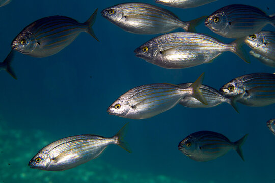 fish school in the water,  Salema (Sarpa salpa) in Mediterranean Sea Salpa. Bops salpa. Capo Caccia, Alghero, Sardinia, Italy