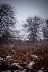 Mystery forest at winter time . Snow and fog. Trees covered snow. Road in the forest .