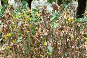 dead leaves on the plant glass dehydration leaves