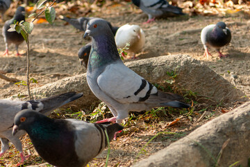 birds stand and feeding on the ground  Pigeons
