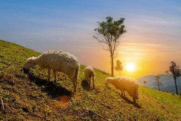 Photo sur Aluminium Prairie, marais Sheep grazing in mountain meadow field with sunset sky. Countryside landscape view background.