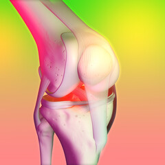 Colorful healthy knee joint anatomy. 3D illustration concept - obrazy, fototapety, plakaty