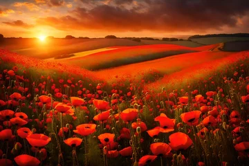 Gordijnen red poppy field at sunset © MSohail