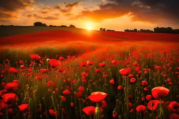 Rolgordijnen red poppy field at sunset © MSohail