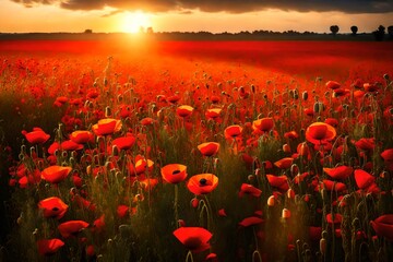 red poppy field at sunset - obrazy, fototapety, plakaty