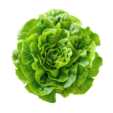 Batavia lettuce salad rosette