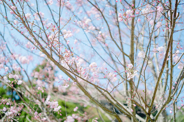 鎌倉に咲く美しい桜の花