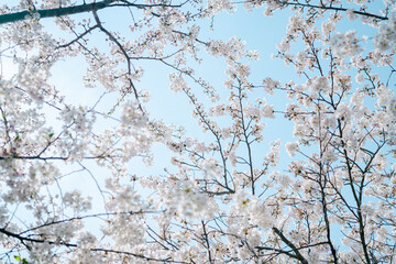 鎌倉に咲く美しい桜の花