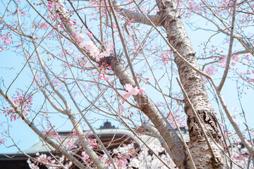 鎌倉に咲く美しい桜の花