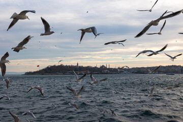 Istanbul and seagulls. Visit Istanbul concept photo