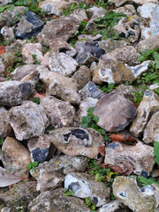 Weeds in flint path