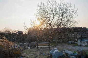 Lonely tree, benches and sunset