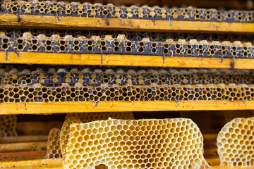 Honeycomb frames full with queen cups. Grafting or royal jelly production