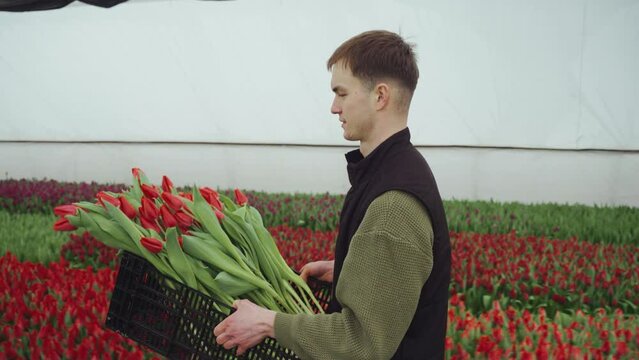 Caucasian florist, farmer walks through a flower plantation in a greenhouse and carries cut red tulips for sale at the market. Festive spring. The first spring flowers grown in a greenhouse. Side view