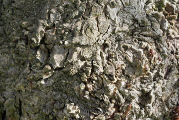 Ecorce bois arbre texture