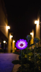 purple flower in the night