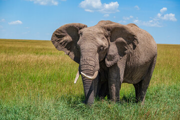 Elephant family feeding in the grasslands of Masai Mara  © Cihangir Zeybek