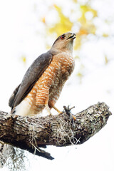 A beautiful hawk, possibly a Cooper's hawk (Accipiter cooperii) perched on a tree. Check ID with an expert. 