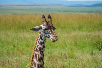 Giraffe family in Masai mara think they are unreachable