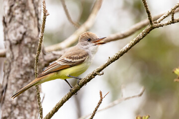 Flycatcher (Myiarchus sp.) in southwest Florida. Possibly a great crested flycatcher, based on the location. However, the Merlin app said it might also be a locally rarer species. Check with an expert