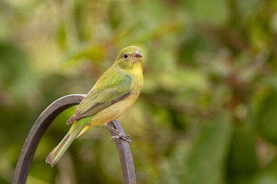 A female or immature painted bunting (Passerina ciris), a cute songbird with green and yellow feathers, in Sarasota, Florida
