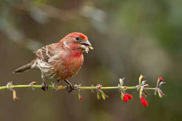 A cute little male house finch (Haemorhous mexicanus) perched on a stem with red flowers in a garden in Florida