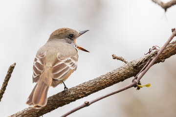 Flycatcher (Myiarchus sp.) in southwest Florida. Possibly a great crested flycatcher, based on the location. However, the Merlin app said it might also be a locally rarer species. Check with an expert