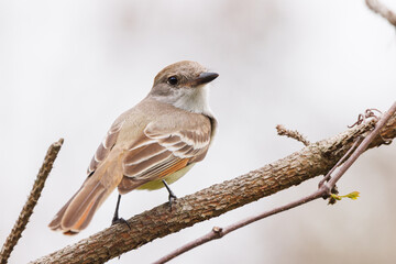 Flycatcher (Myiarchus sp.) in southwest Florida. Possibly a great crested flycatcher, based on the...