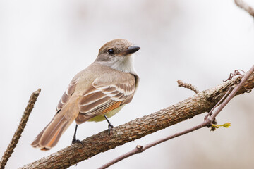 Flycatcher (Myiarchus sp.) in southwest Florida. Possibly a great crested flycatcher, based on the location. However, the Merlin app said it might also be a locally rarer species. Check with an expert