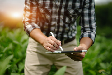 Businessman gardener using tablet Viewing potato plant picture of potato leaves in harvest season...