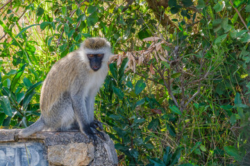 long macaque sitting on the tree