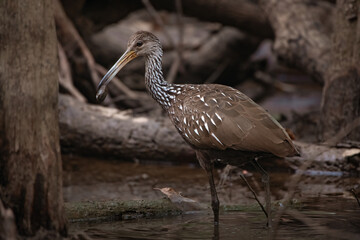 Limpkin portrait holding a muscle clam it is preparing to eat