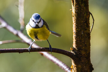 Blue Tit, Cyanistes Caeruleus, bird in forest at winter time