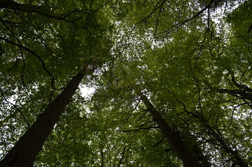 a large tree in a forest