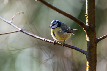 Fototapeta premium Blue Tit, Cyanistes Caeruleus, bird in forest at winter time