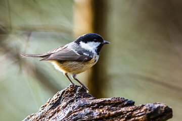 Coal Tit, Periparus ater, bird in forest at winter sun