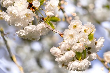 Branches of blooming cherry tree  on blue sky