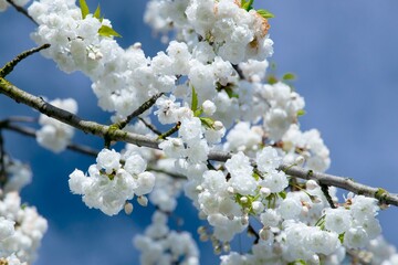 Fototapeta premium Branches of blooming cherry tree on blue sky