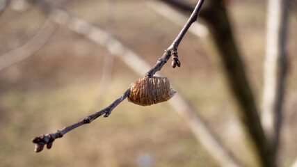 A pupa on a tree branch. Close-up of the pupa