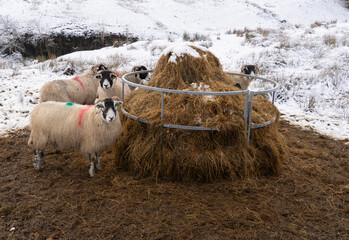 Swaledale ewes on snow covered moorland in Northumberland, UK
