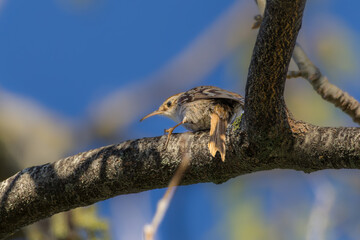 Short-toed Treecreeper perched on a tree branch in the morning light